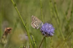 Plebejus bellieri