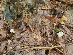 Tylopilus intermedius