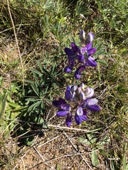 Lupinus formosus