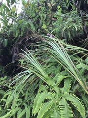 Machaerina mariscoides