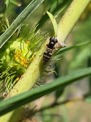 Diptera