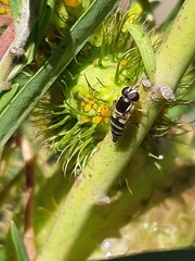 Diptera