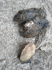 Sinanodonta woodiana
