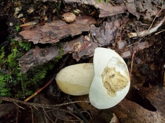 Tylopilus intermedius