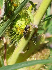 Diptera