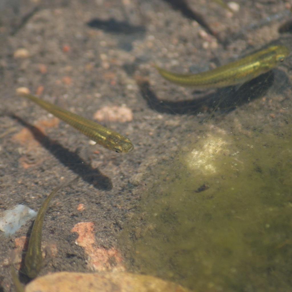 Relict Splitfin