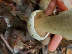 Tylopilus intermedius