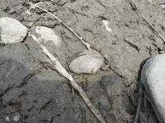 Sinanodonta woodiana