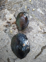 Sinanodonta woodiana