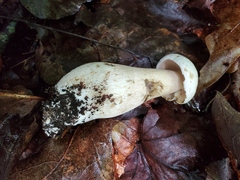 Tylopilus intermedius
