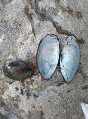 Sinanodonta woodiana