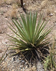Yucca schottii