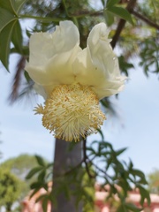 Adansonia