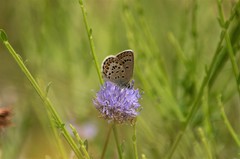 Plebejus bellieri