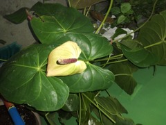 Anthurium andraeanum