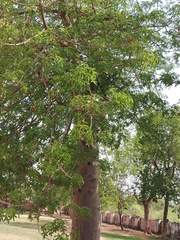 Adansonia