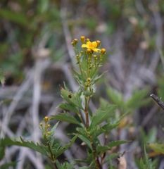 Coreopsis petrophiloides