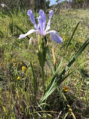 Iris longipetala
