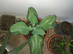 Bryophyllum