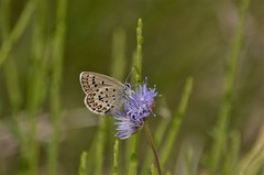 Plebejus bellieri