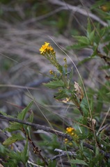 Coreopsis petrophiloides