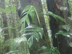 Rhaphidophora