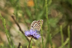Plebejus bellieri
