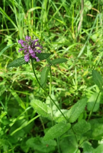 Betonica officinalis