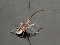 Monochamus titillator