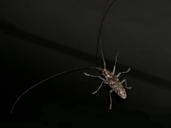 Monochamus titillator