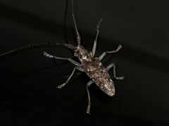 Monochamus titillator