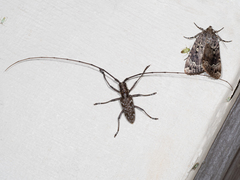 Monochamus titillator