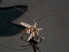 Monochamus titillator