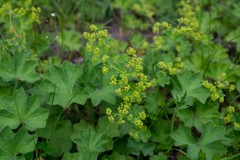 Alchemilla