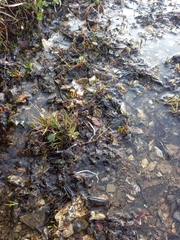 Micranthes redofskyi