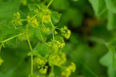 Alchemilla