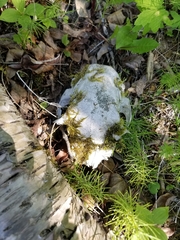 Castorimorpha