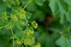 Alchemilla