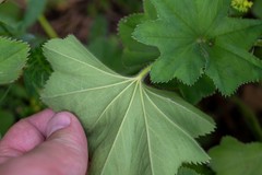 Alchemilla