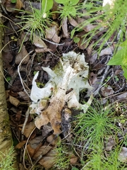 Castorimorpha