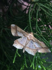 Krananda latimarginaria