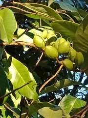 Buckinghamia celsissima