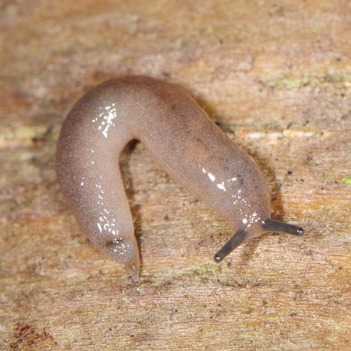 Pale Mantleslug