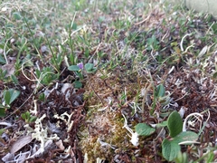 Pinguicula spathulata