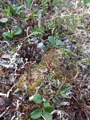 Pinguicula spathulata