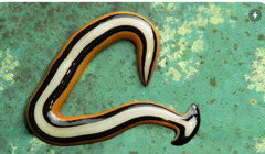 Bipalium choristosperma