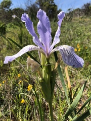 Iris longipetala