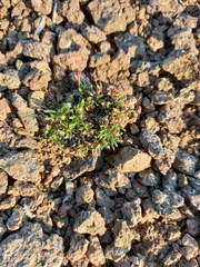 Androsace ochotensis