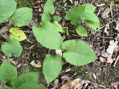 Eurybia schreberi