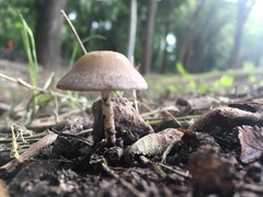 Psathyrella longipes